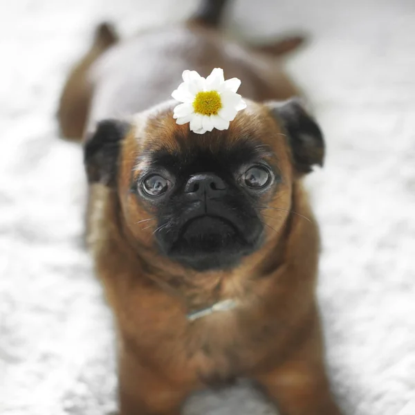 Smutny pies kwiat brabanson Zdjęcia Stockowe bez tantiem