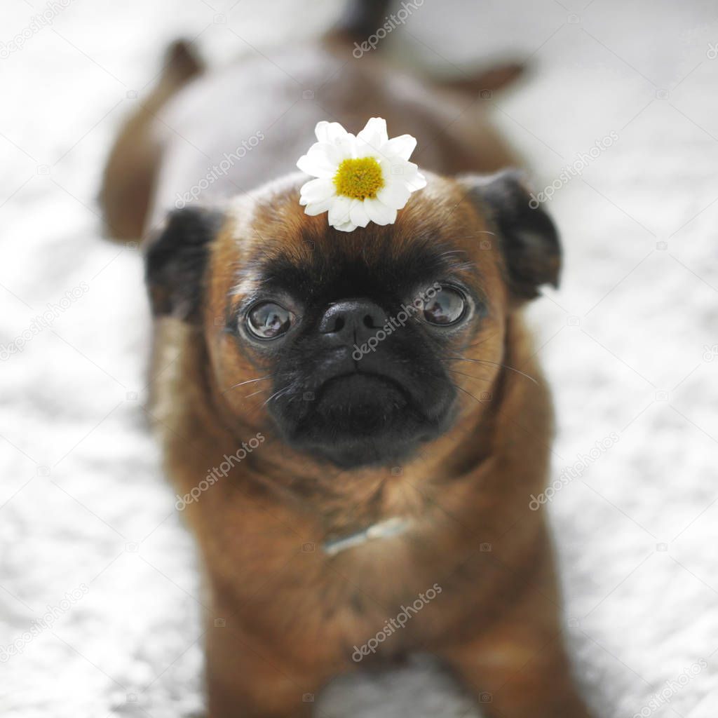 Sad dog flower brabanson 