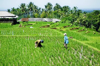 Bali dili pirinç tarlaları Bali, Endonezya'da alan çalışanlar pirinç. Mart 2015.