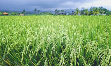 Pirinç alanı, Endonezya kapatın.