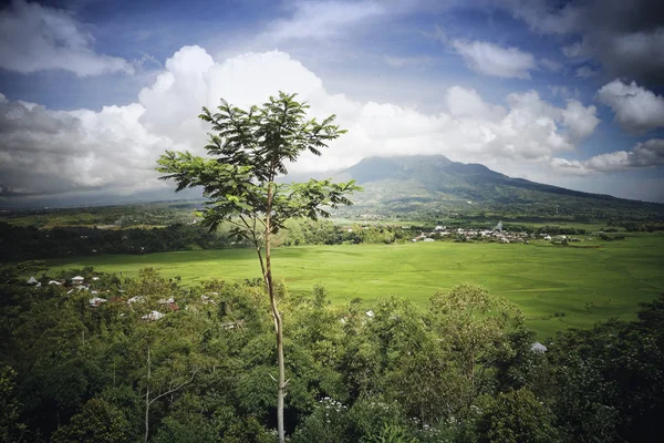 Muhteşem örümcek web pirinç alan Meler, Ruteng Adası çevresinde Flores Endonezya.