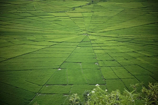 Muhteşem örümcek web pirinç alan Meler, Ruteng Adası çevresinde Flores Endonezya.