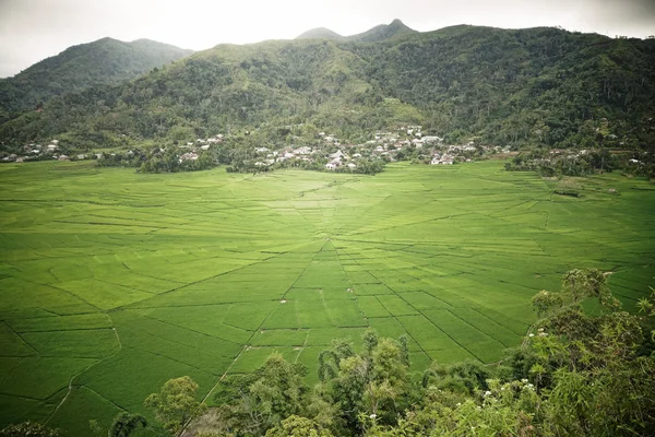 Muhteşem örümcek web pirinç alan Meler, Ruteng Adası çevresinde Flores Endonezya.