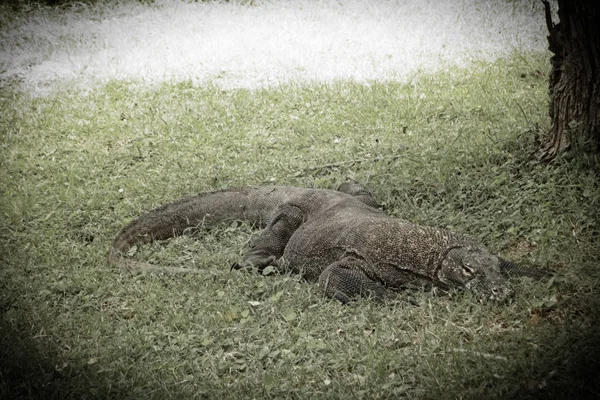 Komodo ejderleri, Komodo Adası, Endonezya.