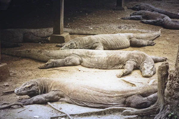 Komodo ejderleri, Komodo Adası, Endonezya.