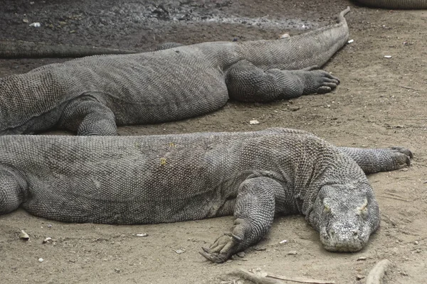 Komodo ejderleri, Komodo Adası, Endonezya.