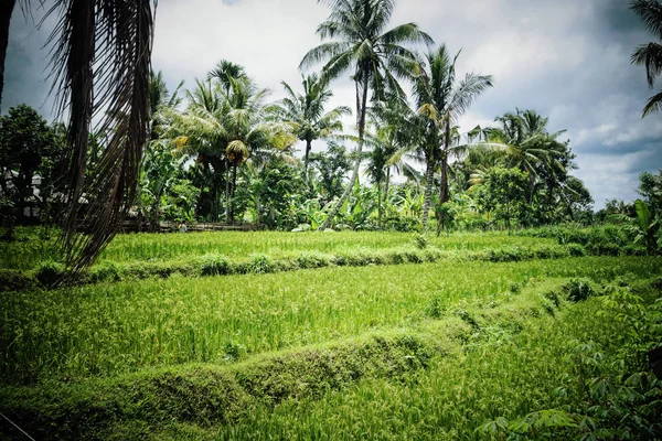 Yeşil pirinç tarlaları Endonezya.