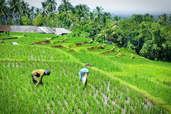 Bali dili pirinç tarlaları Bali, Endonezya'da alan çalışanlar pirinç. Mart 2015.