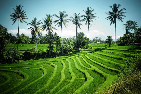 Terasz rizsföldek. Bali, Indonézia. — Stock Fotó