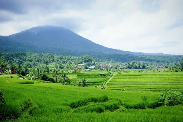 Gunung Batur volkan ve pirinç alanlarını Bali, Endonezya