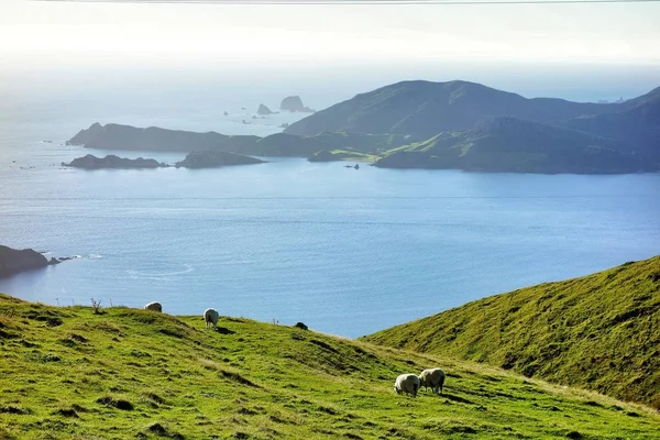 Fransızca Pass Yeni Zelanda koyun.