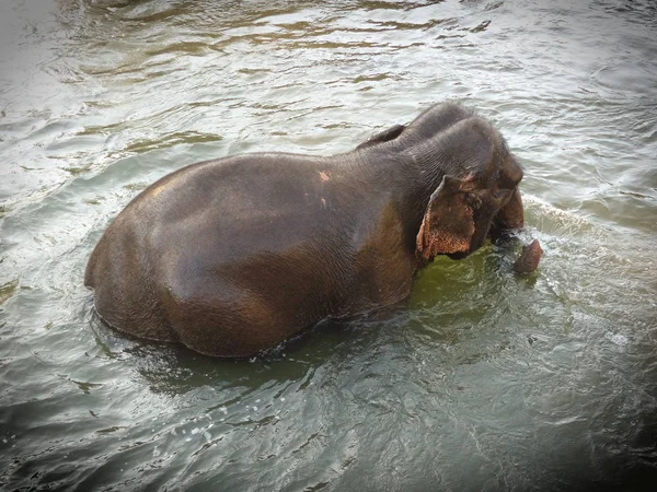 Bolaven Yaylası fil, Laos.