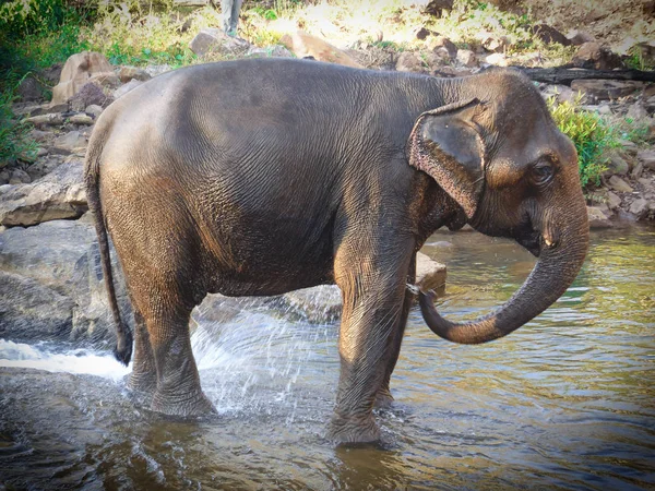 Bolaven Yaylası fil, Laos.