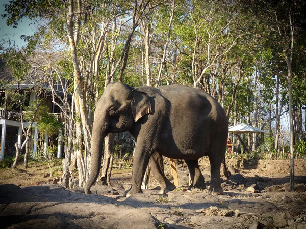 Bolaven Yaylası fil, Laos.
