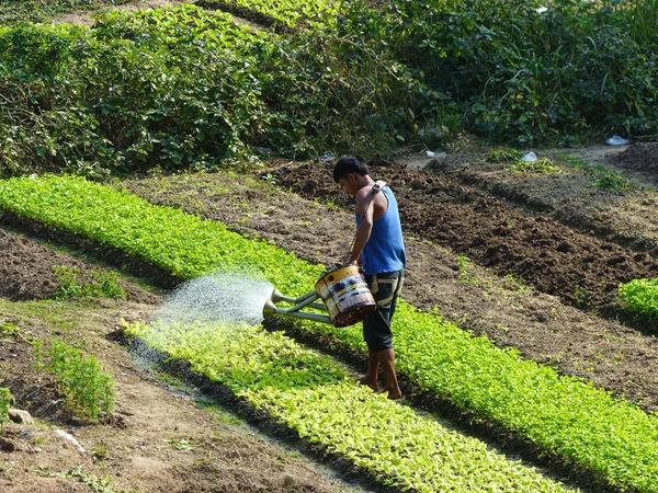 Adam onun pirinç alan Laos, Ocak 2015 sulama.