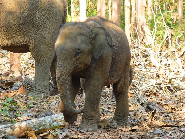 Little cute elephant walking in the jungle. Bolaven Plateau, Laos, January 2014.