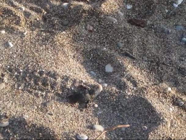 Caretta черепаха нове, народжених на пляжі у селищі Чіралі — стокове відео
