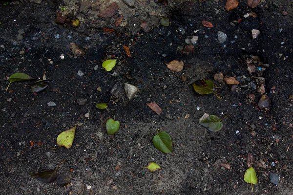 Een paar gevallen bladeren op grunge achtergrond van stenen, stof en modder — Stockfoto