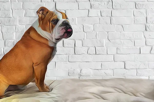 Pied rot-weiße Bulldogge Nahaufnahme Portrait Illustration in Öl — Stockfoto