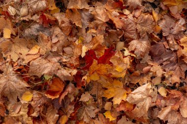 Sarı, kırmızı ve turuncu sonbahar yaprakları. Yakın çekim. 
