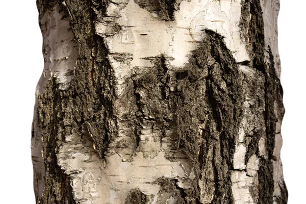 孤立した背景に樹皮を持つ白樺の木の幹の一部。教科書 — ストック写真