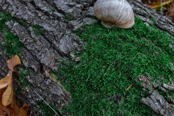 Caracol en un tronco de árbol o tronco cubierto de musgo verde. Vista de cerca —  Fotos de Stock