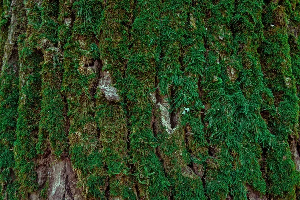Musgo verde en el fondo del tronco del árbol con espacio de copia. Primer plano fla —  Fotos de Stock