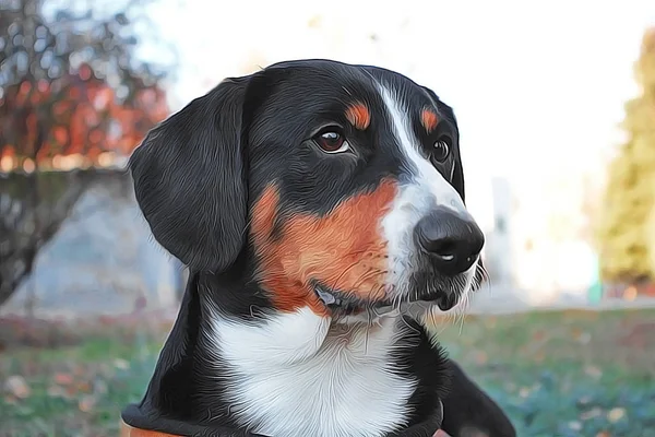 Cane svizzero di montagna nero Sennenhund primo piano ritratto illustratio — Foto Stock