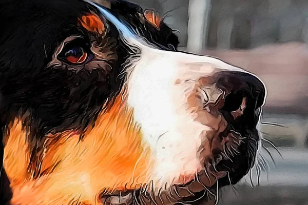 Svart schweizisk bergshund Sennenhund närbild porträtt illustratio — Stockfoto