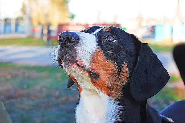 Svart schweizisk bergshund Sennenhund närbild porträtt illustratio — Stockfoto