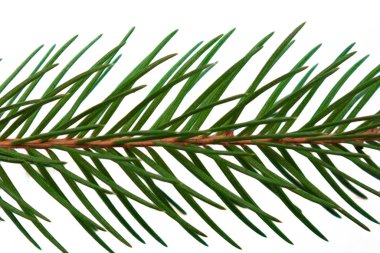 Fiat şubesi beyaz arka planda izole edilmiş. Noel zamanı.