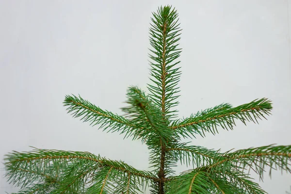 Fir branch closeup isolated on a white background. Christmas tre — Stock Photo, Image