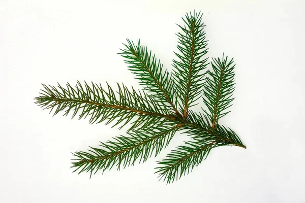 Fir branch closeup isolated on a white background. Christmas tre — Stock Photo, Image