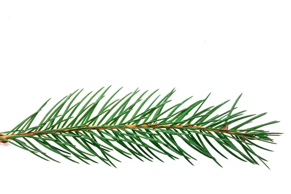 Fir branch closeup isolated on a white background. Christmas tre — Stock Photo, Image