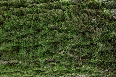 Ağaç gövdesinde yeşil yosun ve fotokopi alanı. Orman yeşilliklerinin yakın düz görüntüsü. Doğa bitki deseni dekorasyonu