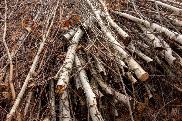 Poda Árboles Forestales Ramas Abedul Recortadas Madera Ecología Combustible Medio —  Fotos de Stock