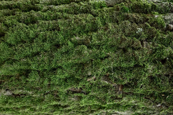 Musgo Verde Fondo Del Tronco Del Árbol Con Espacio Copia —  Fotos de Stock