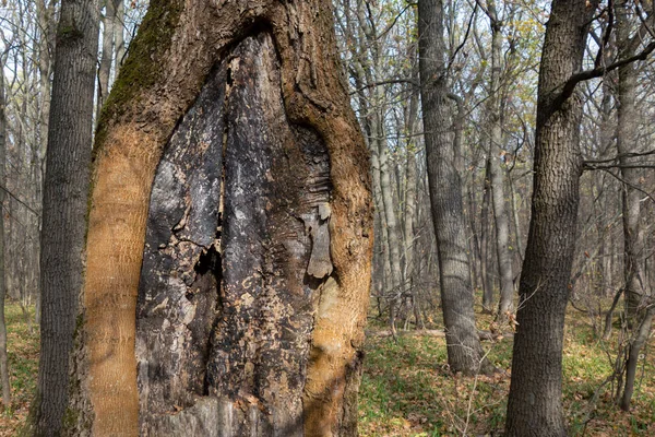 Árvore Velha Com Cancro Casca Uma Floresta Paisagem Mágica Madeira — Fotografia de Stock
