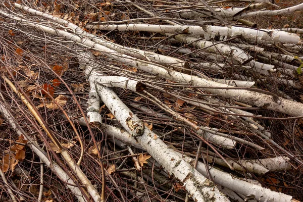 Poda Árboles Forestales Ramas Abedul Recortadas Madera Ecología Combustible Medio —  Fotos de Stock