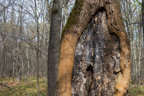 Árvore Velha Com Cancro Casca Uma Floresta Paisagem Mágica Madeira — Fotografia de Stock