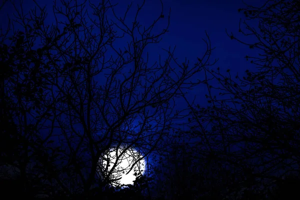 Occulture Landscape Silhouettes Tree Branches Deep Blue Sky Background Night — Stock Photo, Image