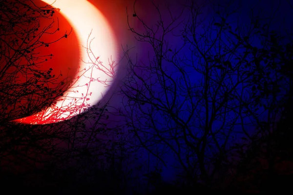 オカルトの風景のシルエット 夜の夕暮れ時に深い赤と青の空の背景に木の枝 大きな角のついた月が昇る 劇的な場面 — ストック写真