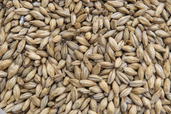 Grãos de malte para fabricação de cerveja . — Fotografia de Stock