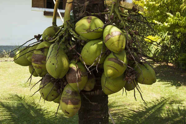 Palmboom Met Kokosnoten Natuur — Stockfoto