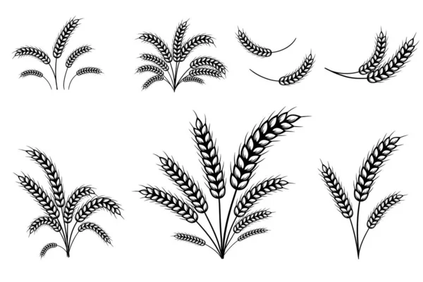 Wheat Barley Rye 그래픽 아이콘 — 스톡 벡터