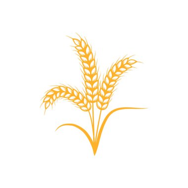 Beyaz arka planda izole edilmiş sarı buğday kulakları. Düz bir tasarımın vektör çizimi. Doğal tahıllar.