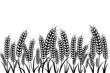 Beyaz arka planda buğday tarlası, arpa veya çavdar.