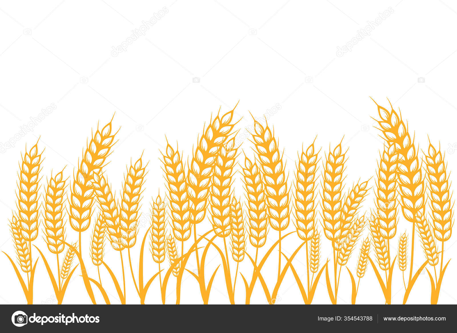 conjunto vectorial de ramos de trigo, flores secas, centeno