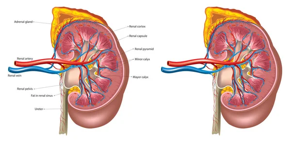 Menselijke nieren anatomie — Stockvector