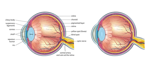 Anatomia dos olhos humanos — Vetor de Stock